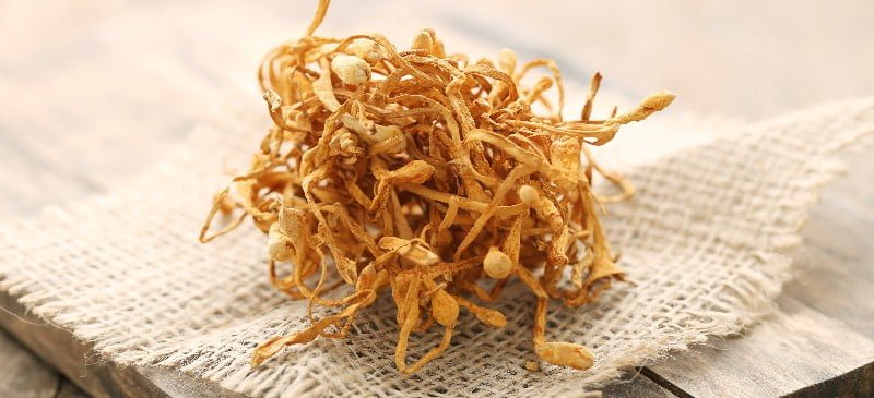 cordyceps militaris india